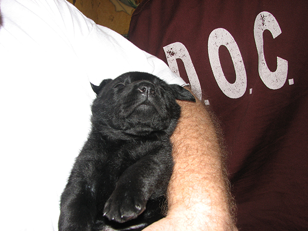 A black Labrador retriever puppy is held at SCI-Somerset while an inmate wearing a Department of Corrections shirt stands nearby. Prison officials said inmates’ faces cannot be shown.