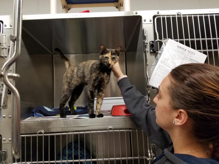 Cambria+County+Humane+Society+Executive+Director+Jessica+Vamos+accepted+50+cats+last+month%2C+pushing+the+no-kill+shelter+to+its+limits.+Vamos+is+petting+Gemini%2C+one+of+over+40+Coopersdale+cats+still+awaiting+adoption.+