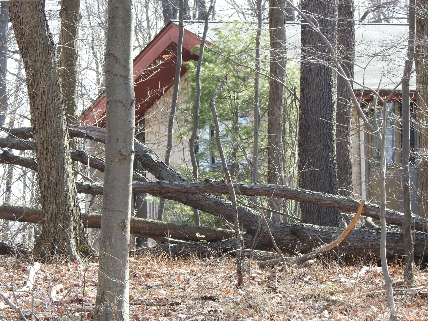 A total of 21 dead trees were removed March 26 near first-year residence halls by Jordan Tree Service employees. There are no plans to plant new trees, according to Finance and Administration Vice President Amy Buxbaum.